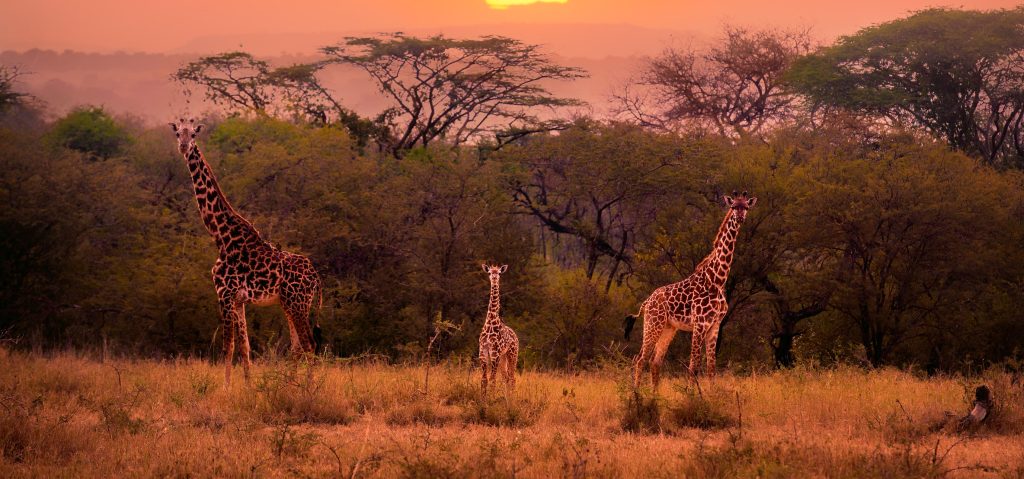 Classic Safari in Tanzania