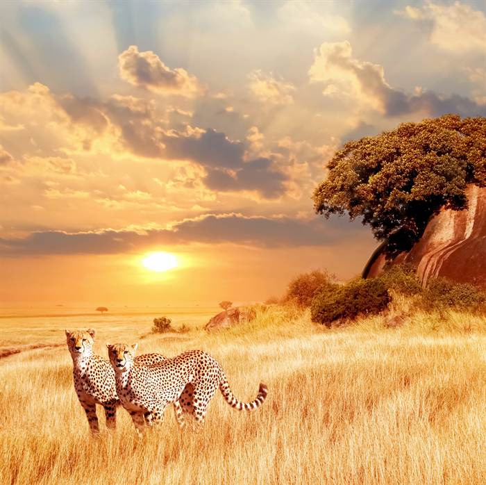 Kenya safari
