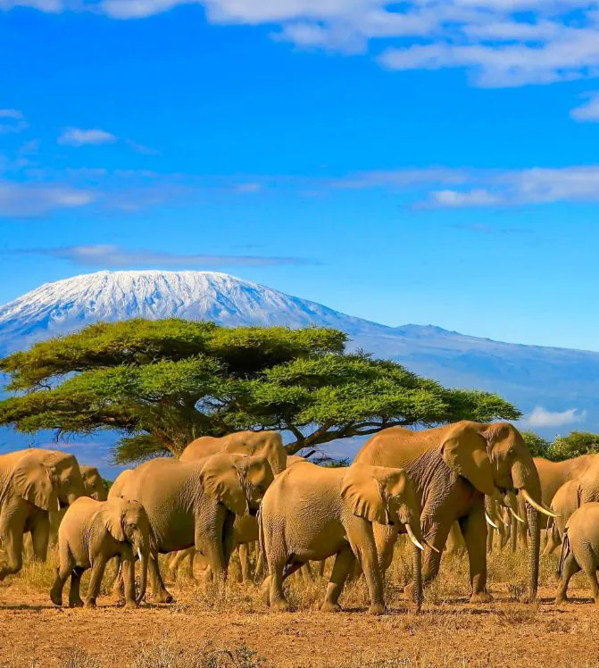 Safari Tanzanie