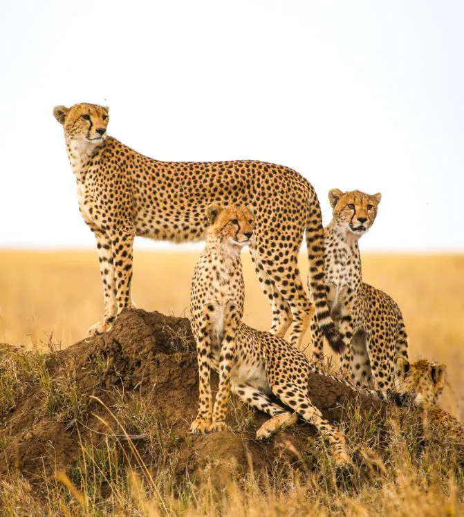 Kenya Afrique
